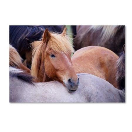 Robert Harding Picture Library 'Horses 1' Canvas Art,22x32